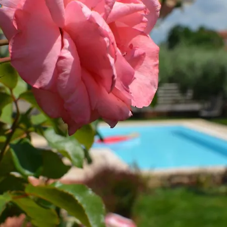 Villa Sverko With Garden In Novigrad